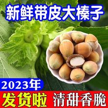 2023年新鲜大榛子东北带皮水仁水瓤生桓仁带绿皮新货野生榛子500g