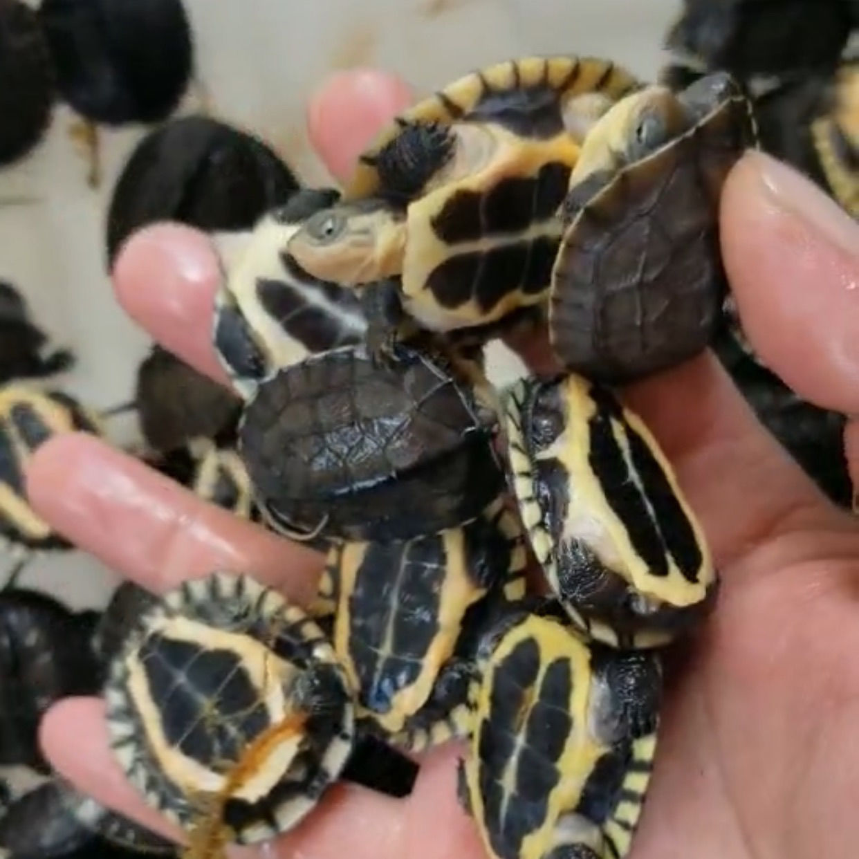 南石龟苗 招财石金钱龟发色龟粮 纯种南石种龟宠物龟招财镇宅风水