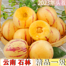 甘肃人参果大果特大10斤5民勤黄肉人生果长果圆果新鲜水_阿里巴巴找货