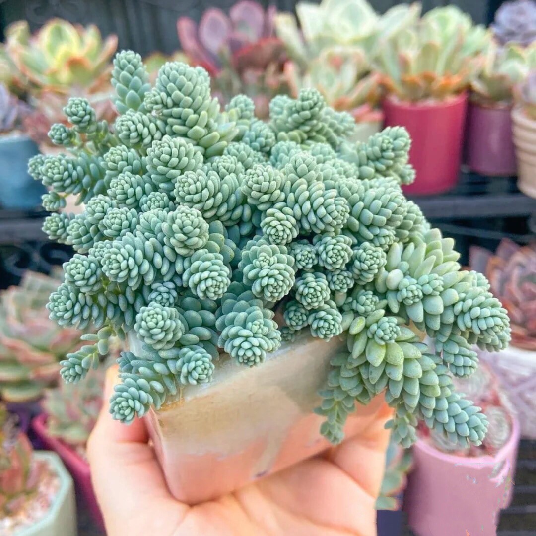 多肉植物姬星美人 盆栽绿植花卉盆花组合 多肉办公室桌面绿植盆景