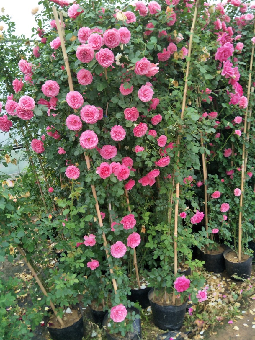 爬藤月季花大苗盆栽 攀援欧月蔷薇四季开花植物 庭院阳台