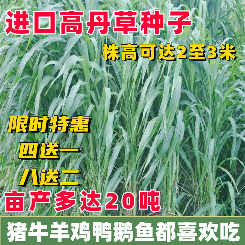 进口高丹草种子耐旱杂交高丹王牧草种子高产牧草喂牛羊猪鸡鸭鱼草