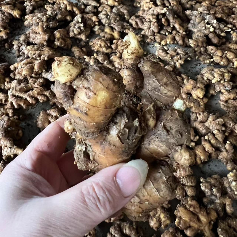 新货四川小黄姜种老姜种新鲜姜种姜苗带芽仔姜菜嫩姜种五指竹根姜
