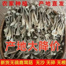 特级精选鹿茸菌新货鹿茸菇无硫新鲜香菇干货福建特产鹿茸菇煲汤