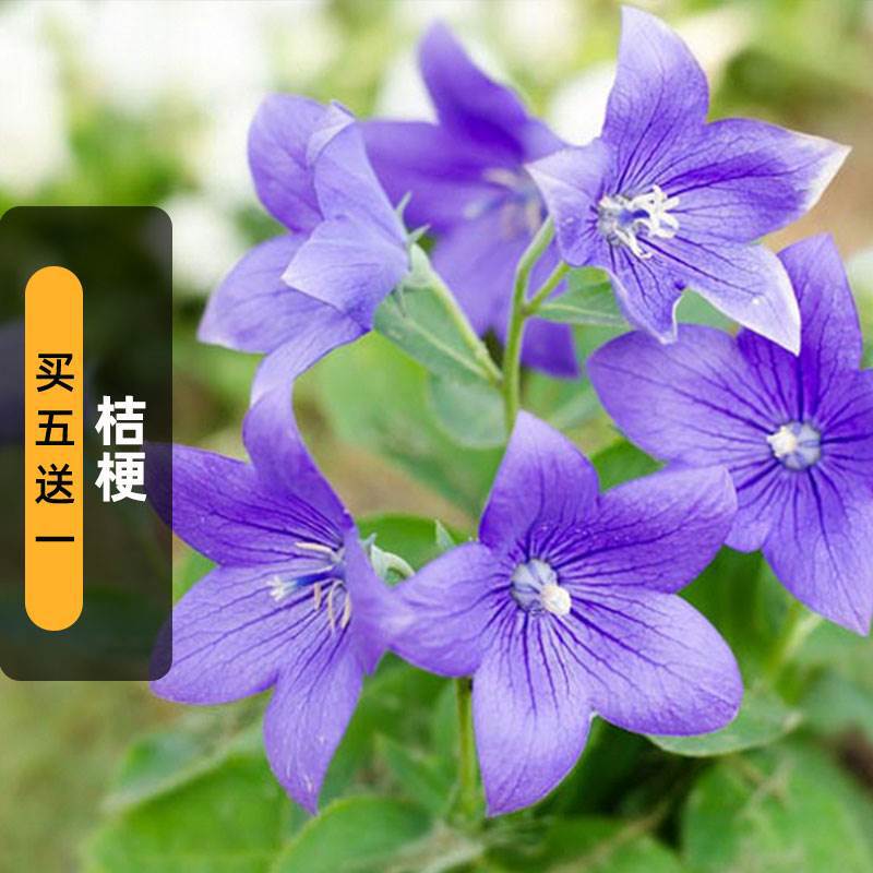 中华桔梗种子100粒铃铛花僧帽包袱花籽多年生室外阳台盆栽春秋播