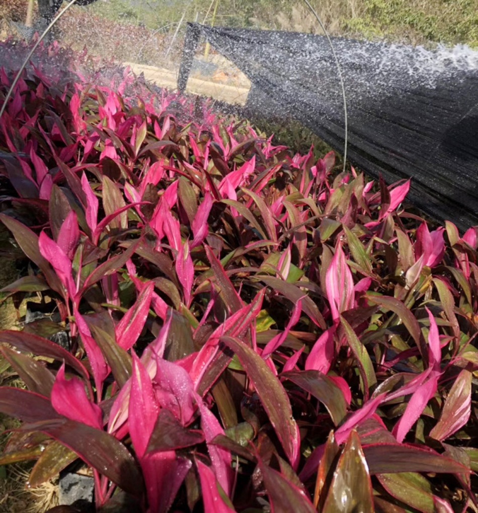 红叶朱蕉杯苗 私家庭园艺绿植 四川成都工程绿化苗木 彩叶植物
