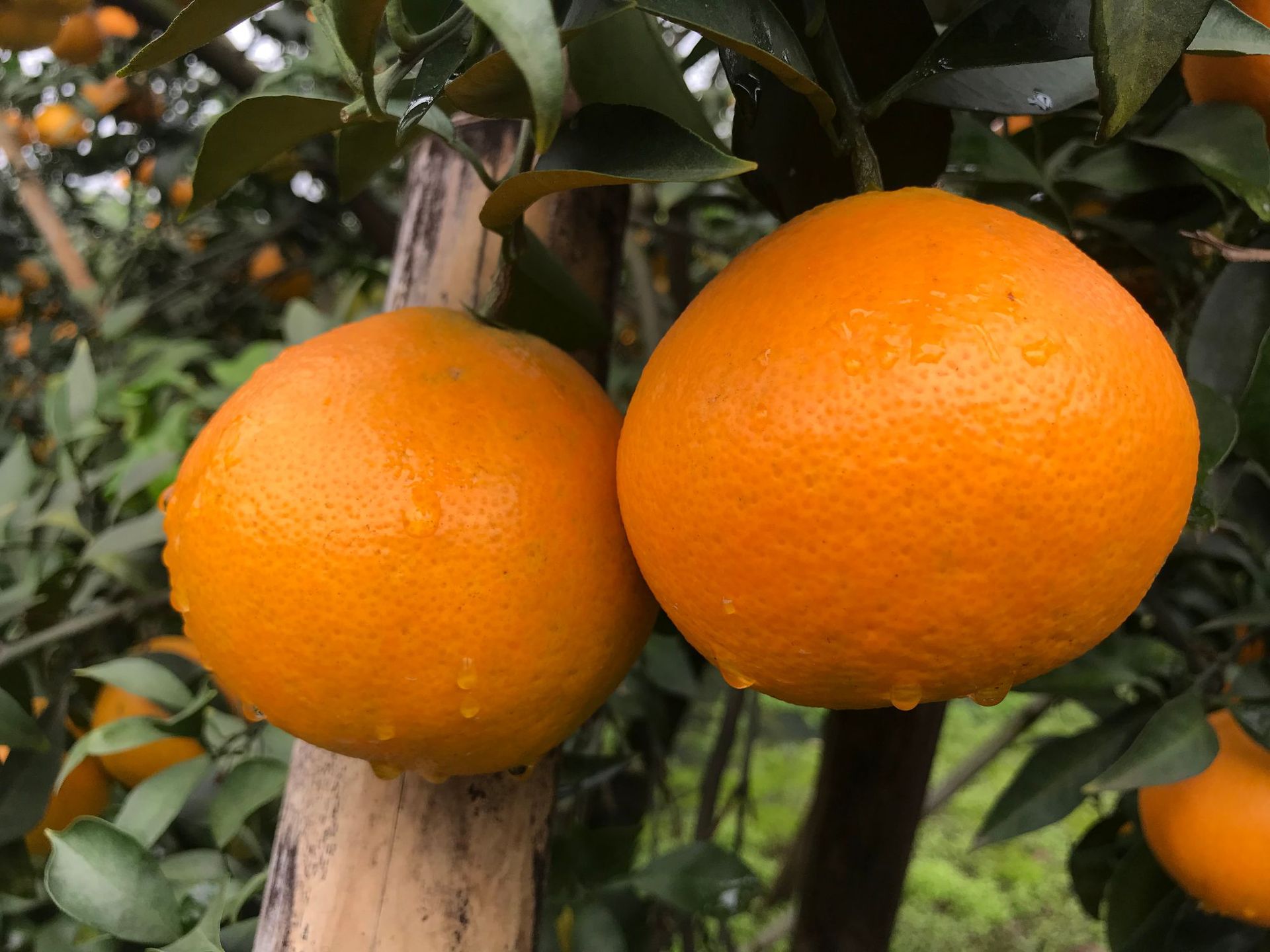 四川爱媛38号果冻橙 新鲜水果柑橘手剥橙子应季甜橙 一件代发