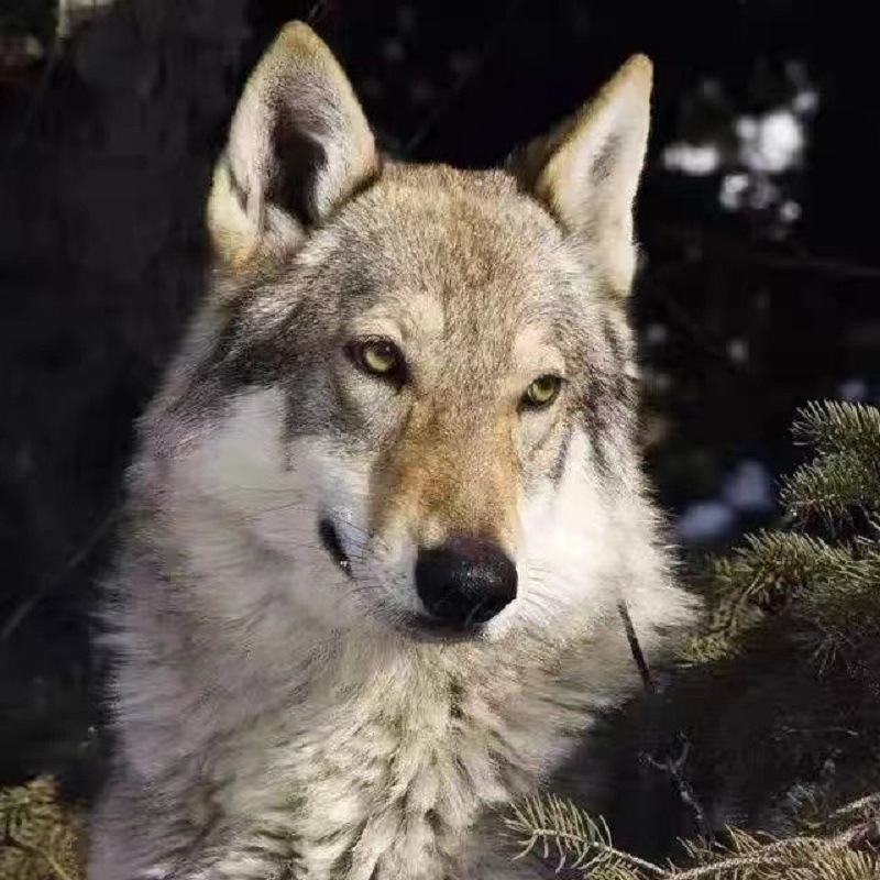 纯种捷克狼幼犬活体大型猛犬 进口血统捷克狼幼崽家养工作 护卫犬