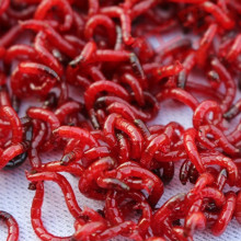 冻红虫有细菌吗_红虫病是钓鱼的红虫吗_红虫有毒吗