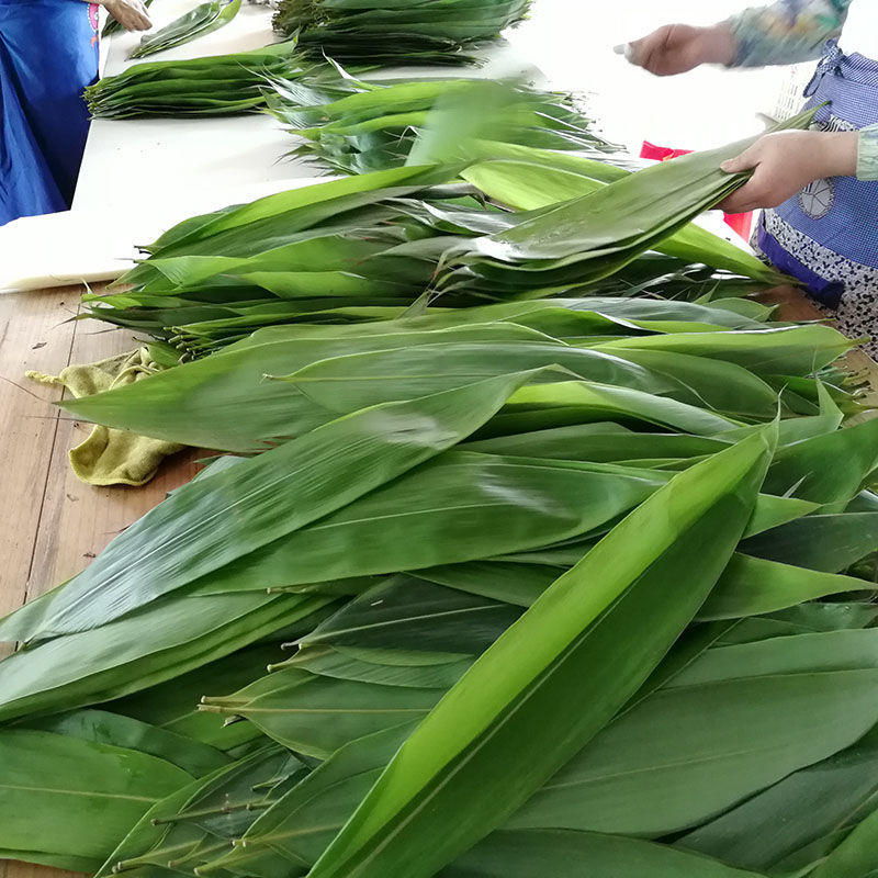 粽子叶批发新鲜粽现摘家用棕叶子特大箬竹粽真空特产工厂批发怀旧