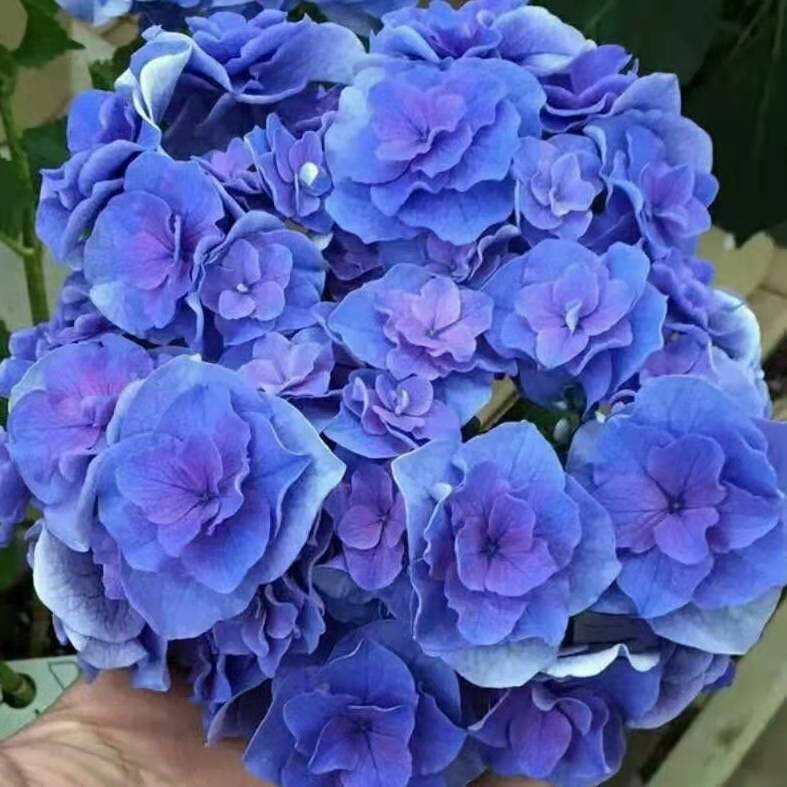 雷王 大花绣球花苗花卉盆栽园艺植物阳台庭院春季美观容易木本