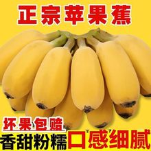 【苹果蕉】广西苹果蕉粉蕉应季水果香蕉超甜薄皮现摘新鲜正宗整箱