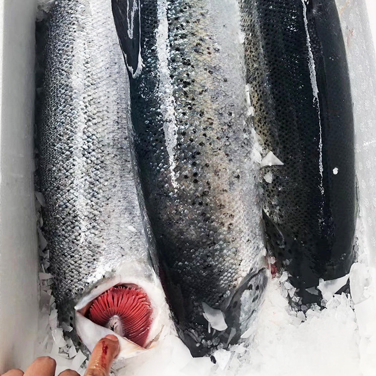 整条三文鱼挪威日料刺身新鲜活冻法罗鱼大西洋鲑鱼批发10-16斤/条