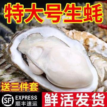 牡蛎带壳斤包邮非带壳一新鲜净重4生蚝烧烤生蚝特大顺丰海蛎子鲜