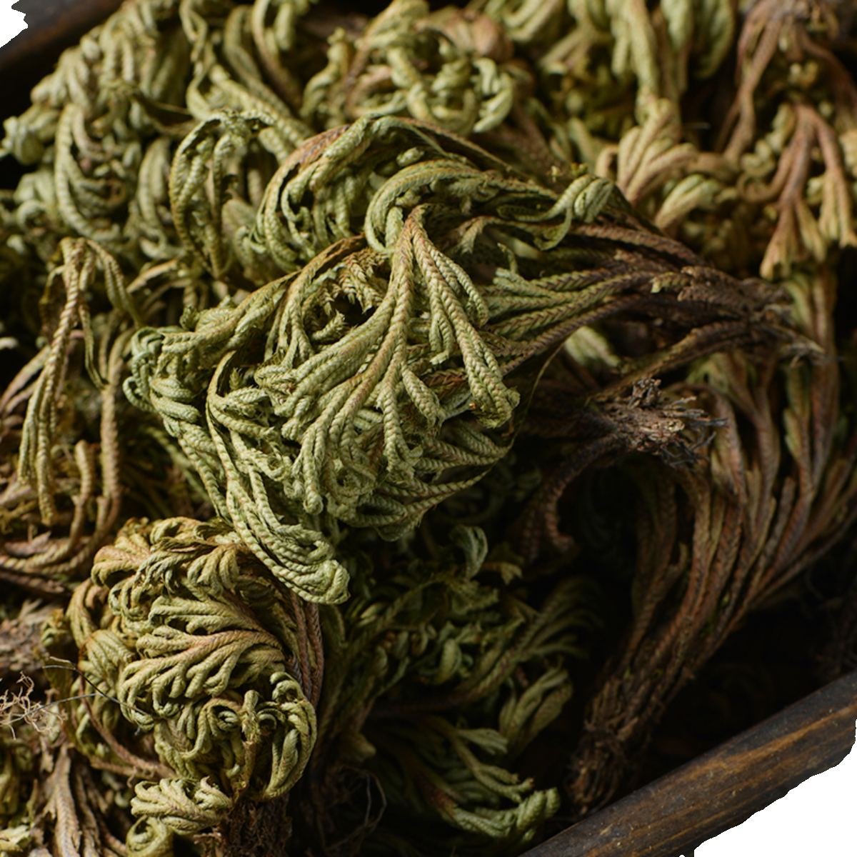 现货中药材卷柏卷柏中草药卷柏九死还魂草不死草还阳草一件代发