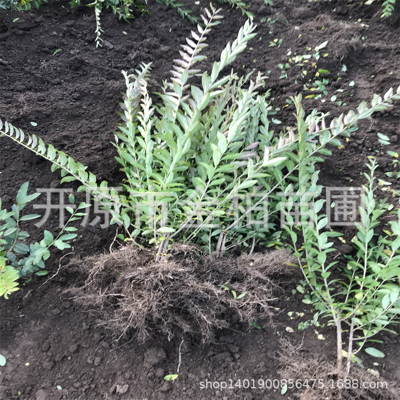 绿植批发水蜡树苗 绿篱水蜡杯苗 东北水蜡球0.6-1.