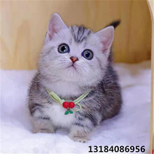 虎斑猫幼猫金吉拉小奶猫布偶猫缅因猫家养宠物猫英短活体美短小猫
