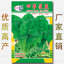 四季菠菜种子【请务必催芽】约400粒 波斯菜赤根菜鹦鹉菜蔬菜种籽