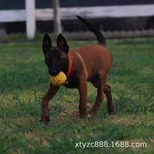 马犬幼犬纯种马犬活体爆红比利时马犬猎犬军犬警犬德牧幼犬宠物狗