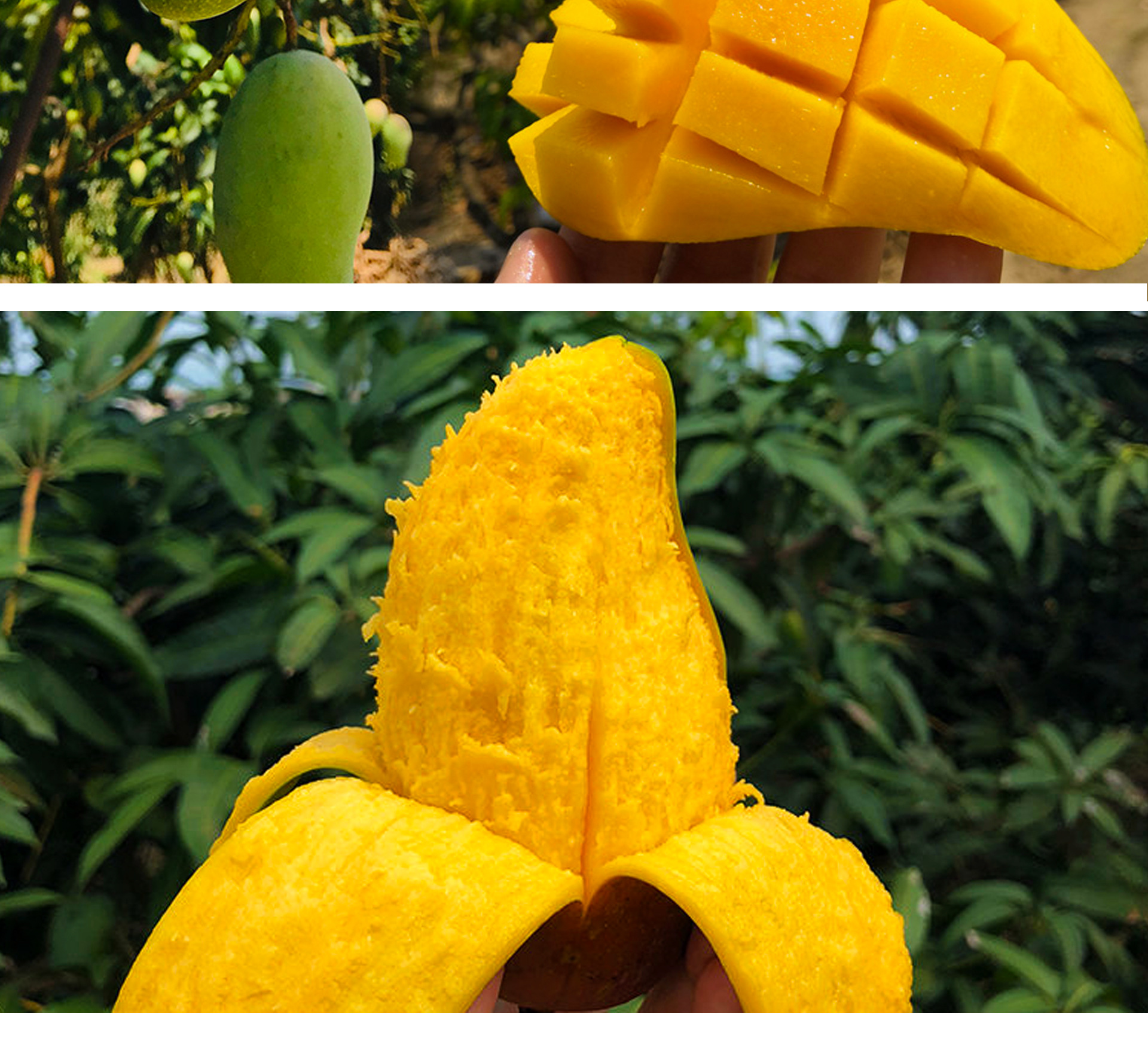 芒果海南芒果金煌芒水果新鲜整箱当季应季节水果孕妇时令高端水果