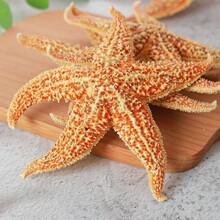 中药材刺棘海星海五星 海盘车海星干货2对包邮_阿里巴巴找货神器