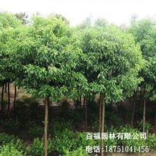 绿化苗木小叶香樟树苗带土 芳樟树 樟木子树 室外绿化