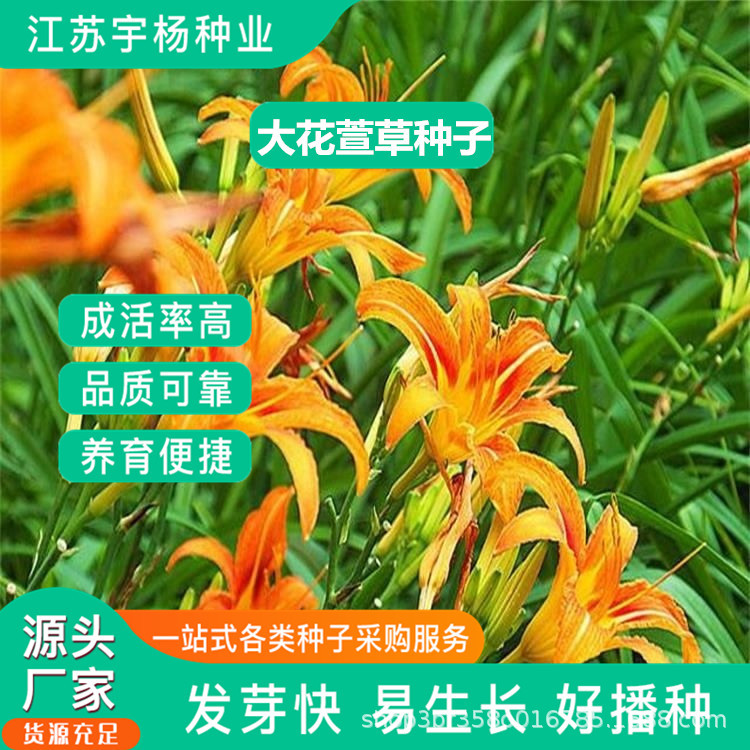 大花萱草金娃娃萱草种子园林地被花籽草坪点缀 庭院盆栽花卉种子