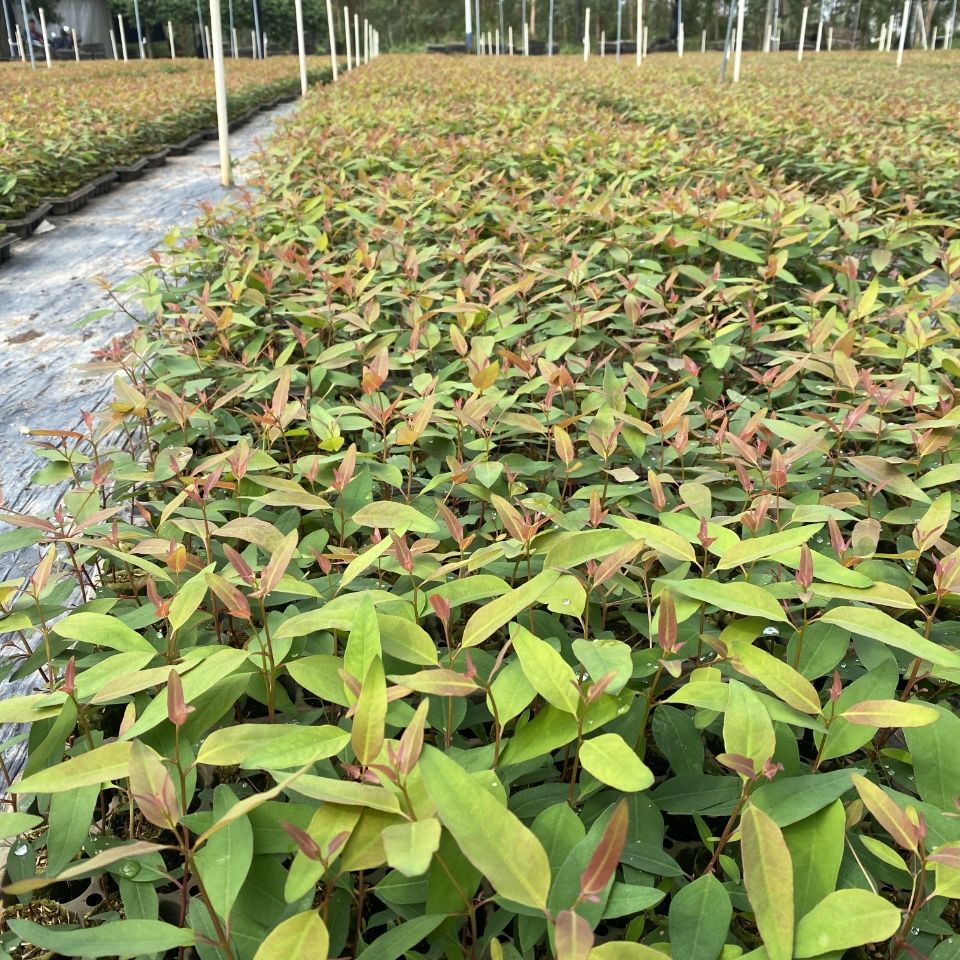 桉树苗 广29桉树苗速生耐寒木材树 生长快的经济造林苗木带土发货