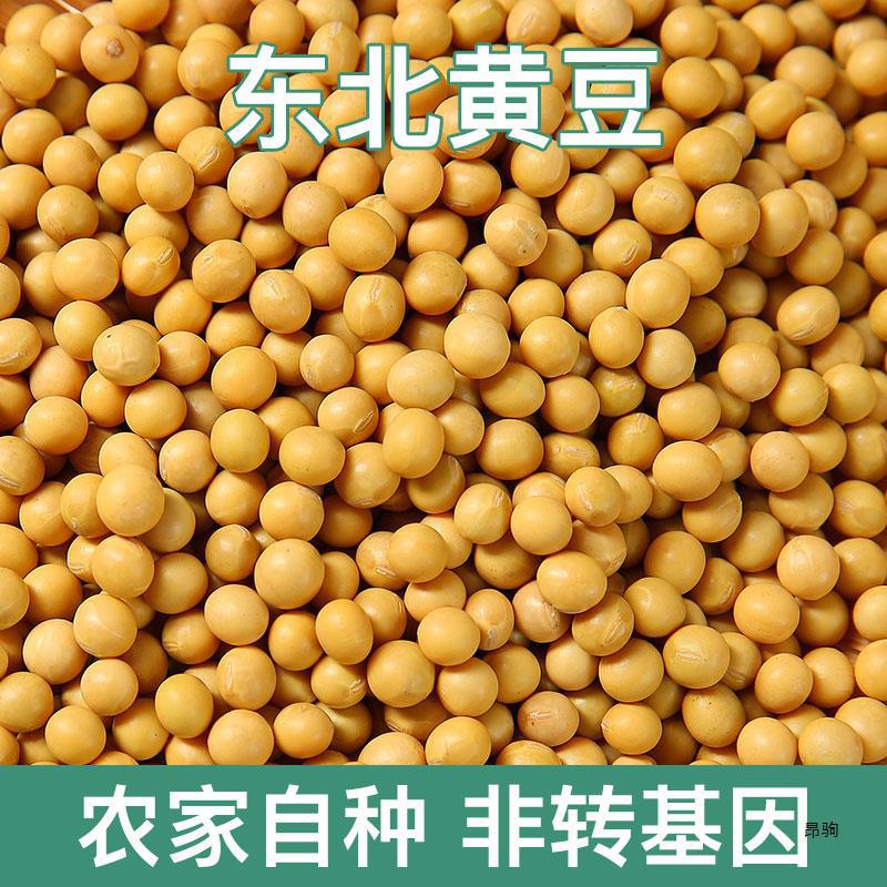 2023年新黄豆非转基因东北农家自种大豆子生发豆芽打豆浆专用5斤