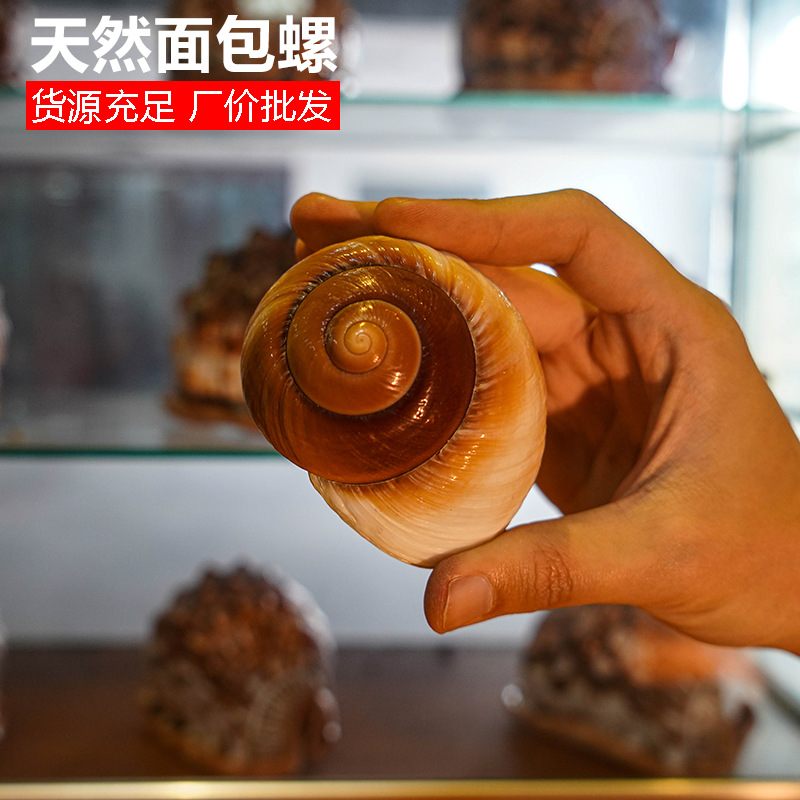 面包螺海螺贝壳寄居蟹壳创意家居装饰摆件鱼缸地台布置礼品