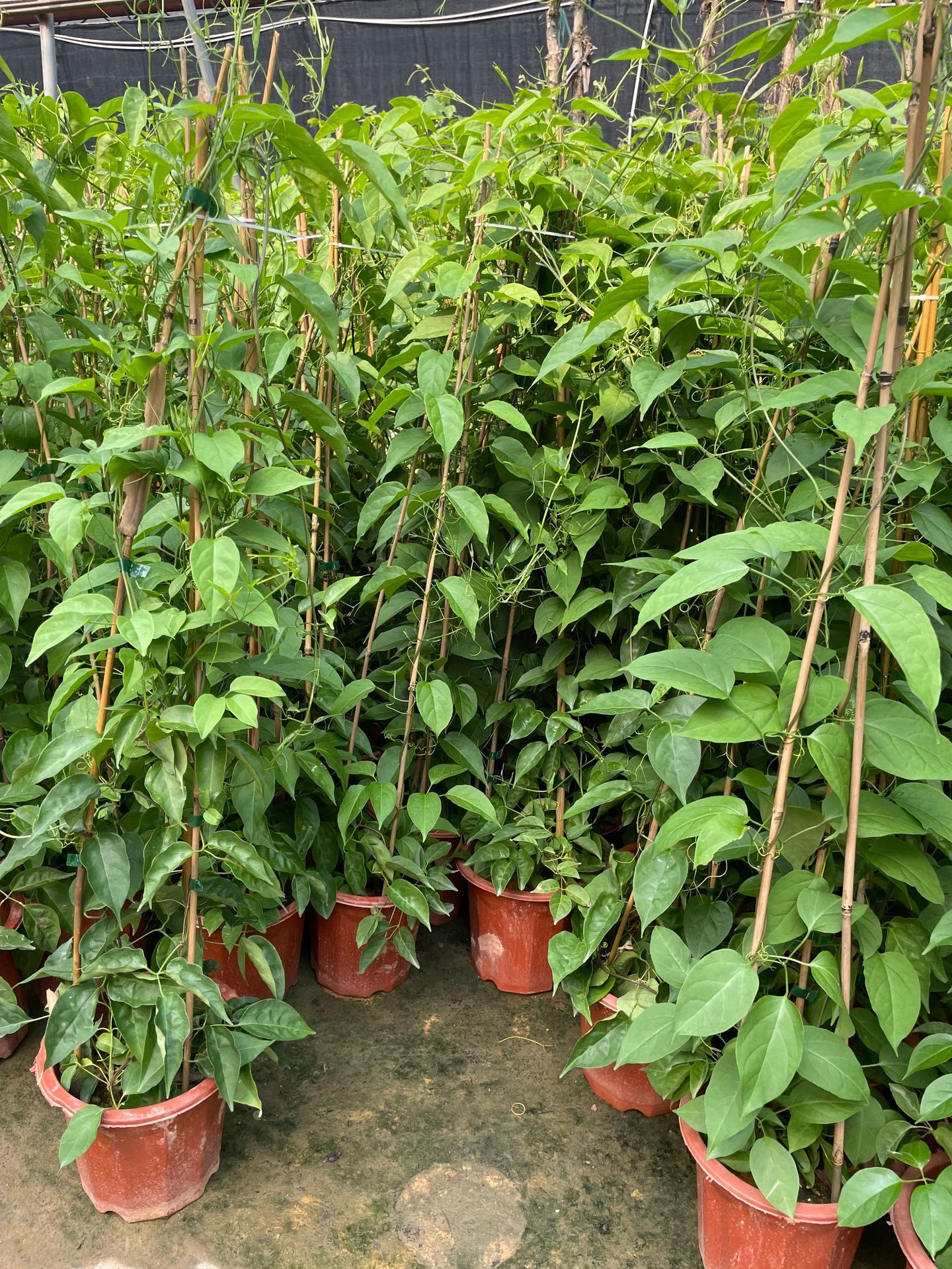 【基地直发】炮仗花苗爬藤植物垂吊凌霄花四季攀爬 牵藤爬墙炮花