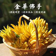 金华佛手现摘现发佛手瓜带枝水养观赏清供小佛手果新鲜青果佛手柑