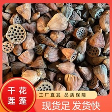 干花有籽莲蓬天然干莲蓬 带籽小莲蓬工艺礼品场景布置供应各类手