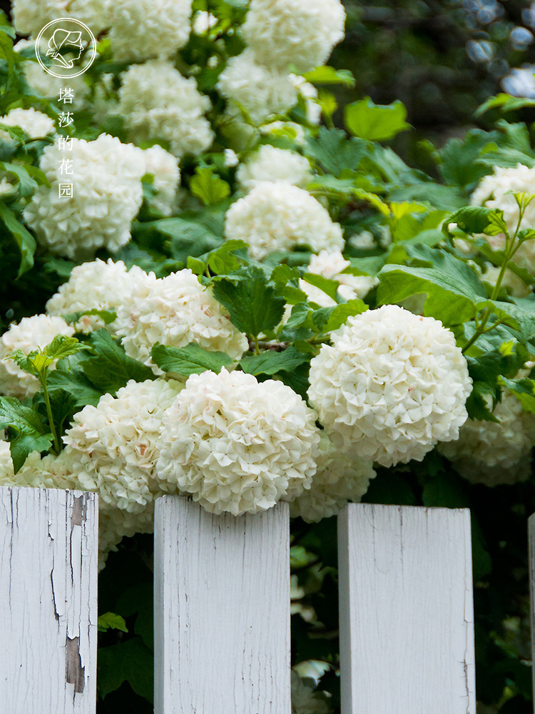 欧洲木绣球玫瑰绣球盆栽庭院阳台露台种植花苗花期长-阿里巴巴
