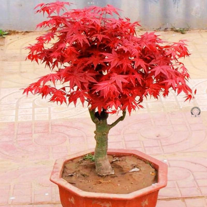 红舞姬日本红枫树苗盆栽植物盆景老桩火焰中国常年红三四季红室.