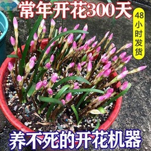 々力∑清香型四季开花重瓣风雨兰种球庭院阳台盆栽花卉植物好养易