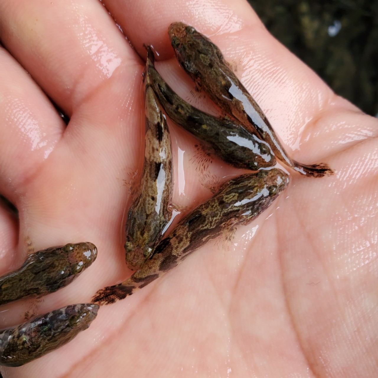 鱼苗 笋壳鱼苗 杂交笋壳鱼苗 澳州笋壳鱼苗 泰国笋壳鱼苗