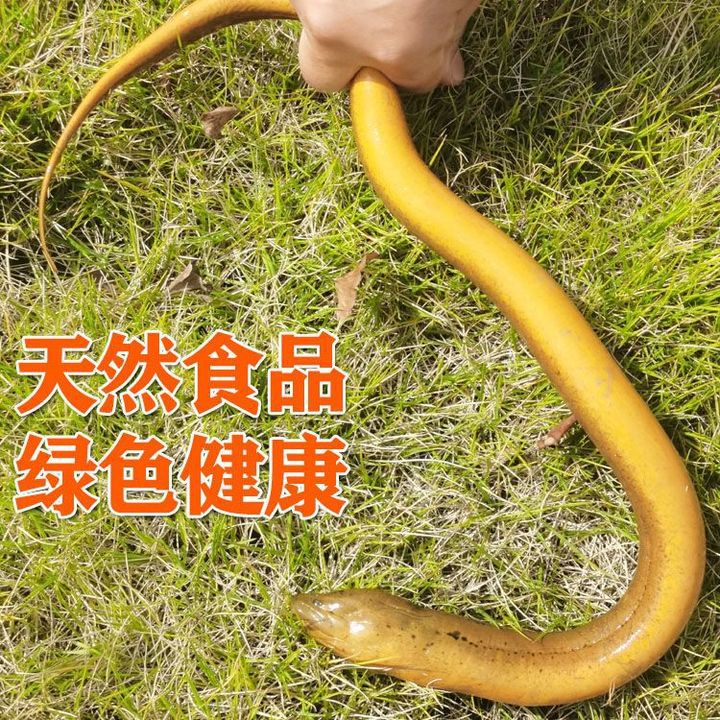 野黄鳝鱼鲜活鳝鱼黄鳝新鲜活体大鳝鱼土黄鳝鲜活发货野生黄鳝包邮