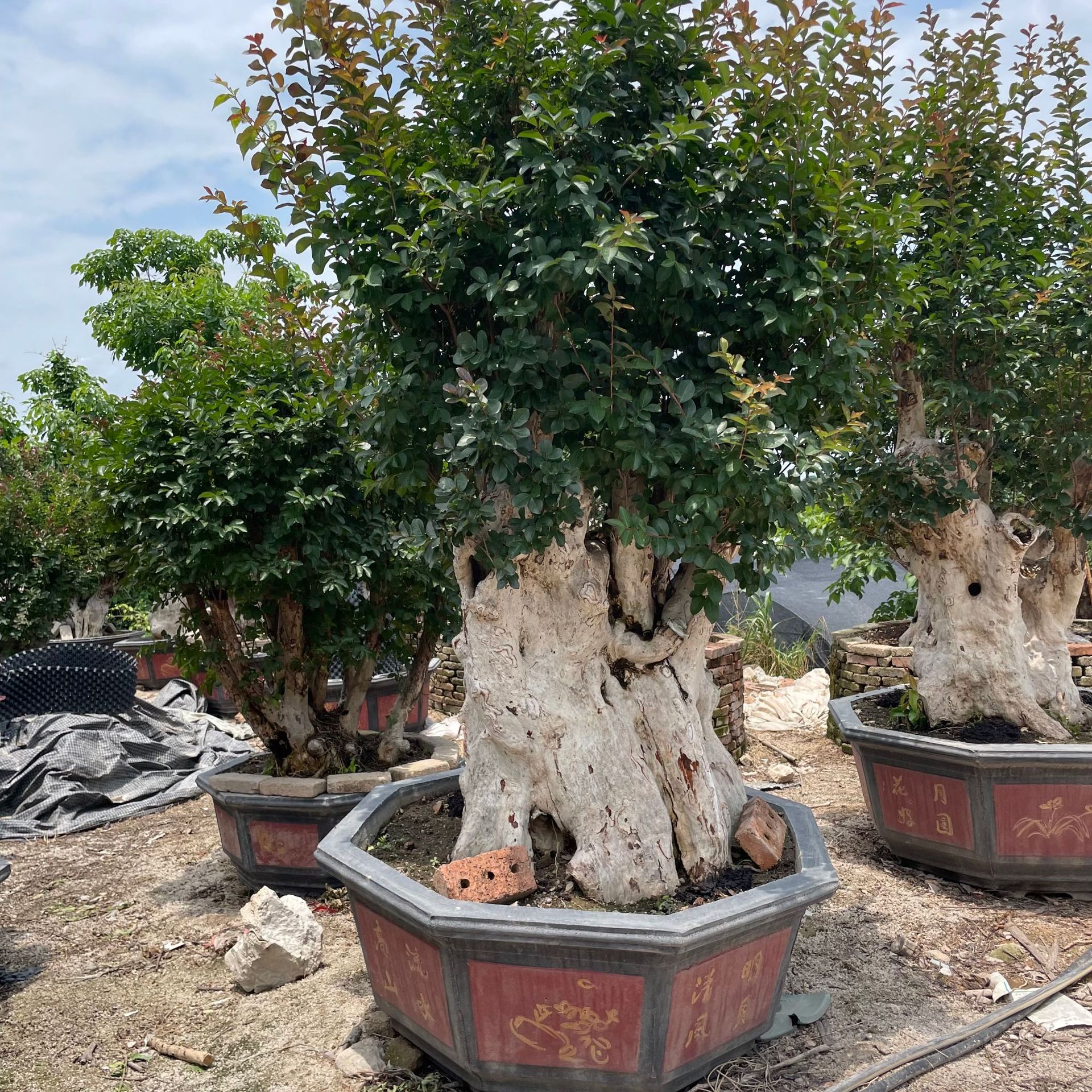 福建紫薇桩景批发 紫薇盆景价格 紫薇桩各种规格 紫薇老桩报价