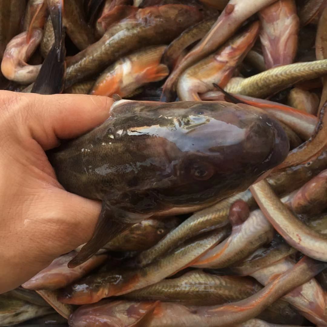 海捕胖头鱼沙光鱼海鲶鱼鲜拿鲜卖鲜活冷冻宝宝辅食海鲜水产