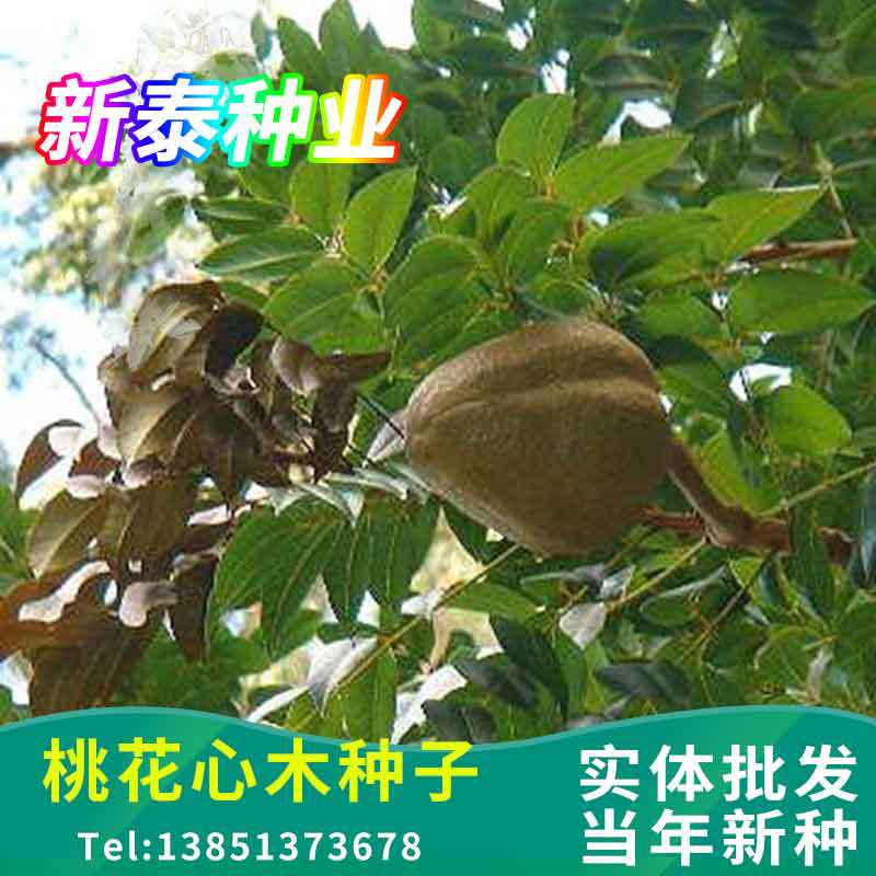 林木种子新采桃花心木种子 桃花芯木种子 榔色木种子南洋芯木种子