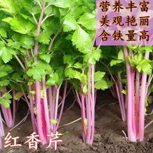 四季红香芹种子红芹菜种籽紫色孑盆栽蔬菜阳台籽种香味浓细芹菜种