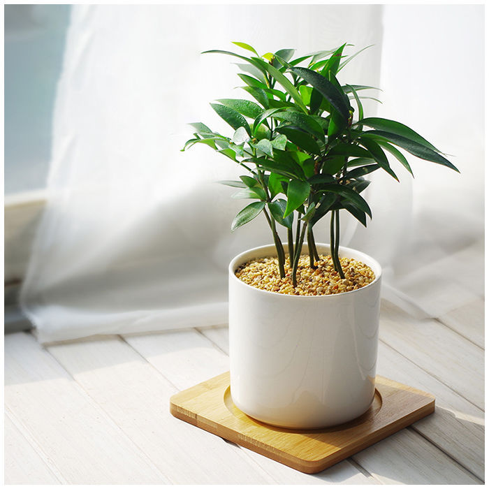 造型小盆基地批发竹柏盆栽水培新宠驱蚊植物室内客厅卧室桌面绿植盆栽