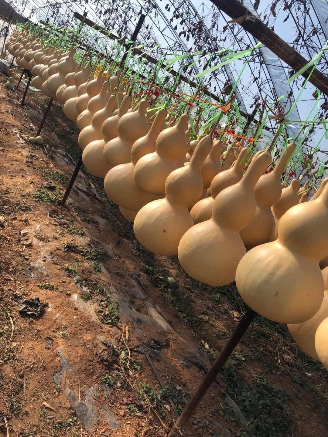 葫芦大葫芦福禄摆件15至80厘米花皮葫芦大亚腰八宝莲花头粗葫芦