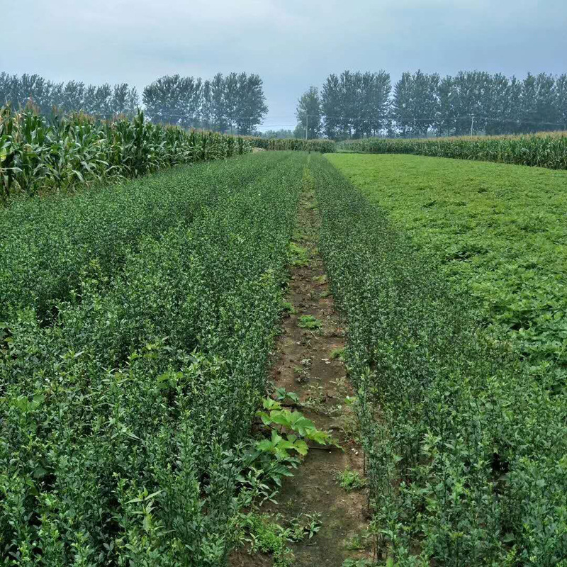 枸橘苗枳壳苗绿篱带刺树苗篱笆栅栏铁篱寨枳实苗嫁接护院植物