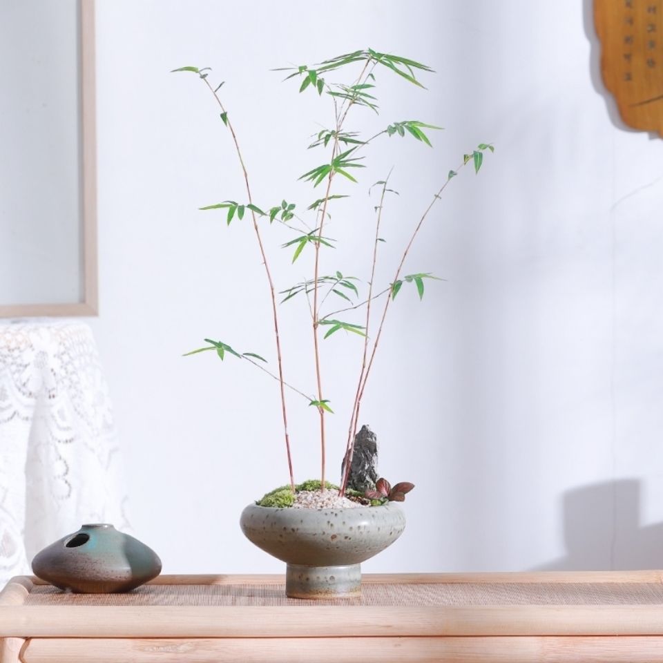 红竹红观音竹矮化竹子小绿植盆栽稀有品种书房竹盆景办公桌