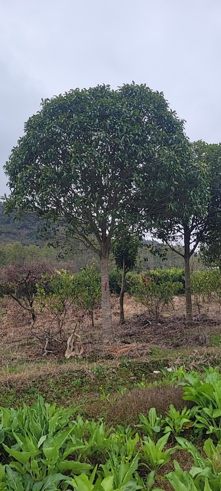 桂花树8公分,金桂8公分,精品桂花树袋苗8公分厂家批发