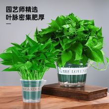 绿萝盆栽室内花卉植物吸除甲醛绿植水培桌面客厅厂家直销批发包邮