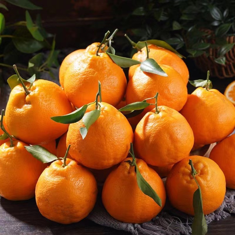 正宗四川春见耙耙柑橘子水果当季丑八怪粑粑柑桔子丑柑桔一件代发