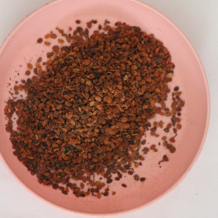 批发供应金银木种子 金银花 金银忍冬种子 高质量 量大优惠